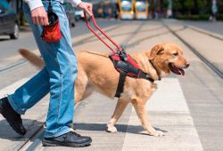 Seguridad, autonomía e inclusión: El impacto de los perros guía en las personas con discapacidad visual