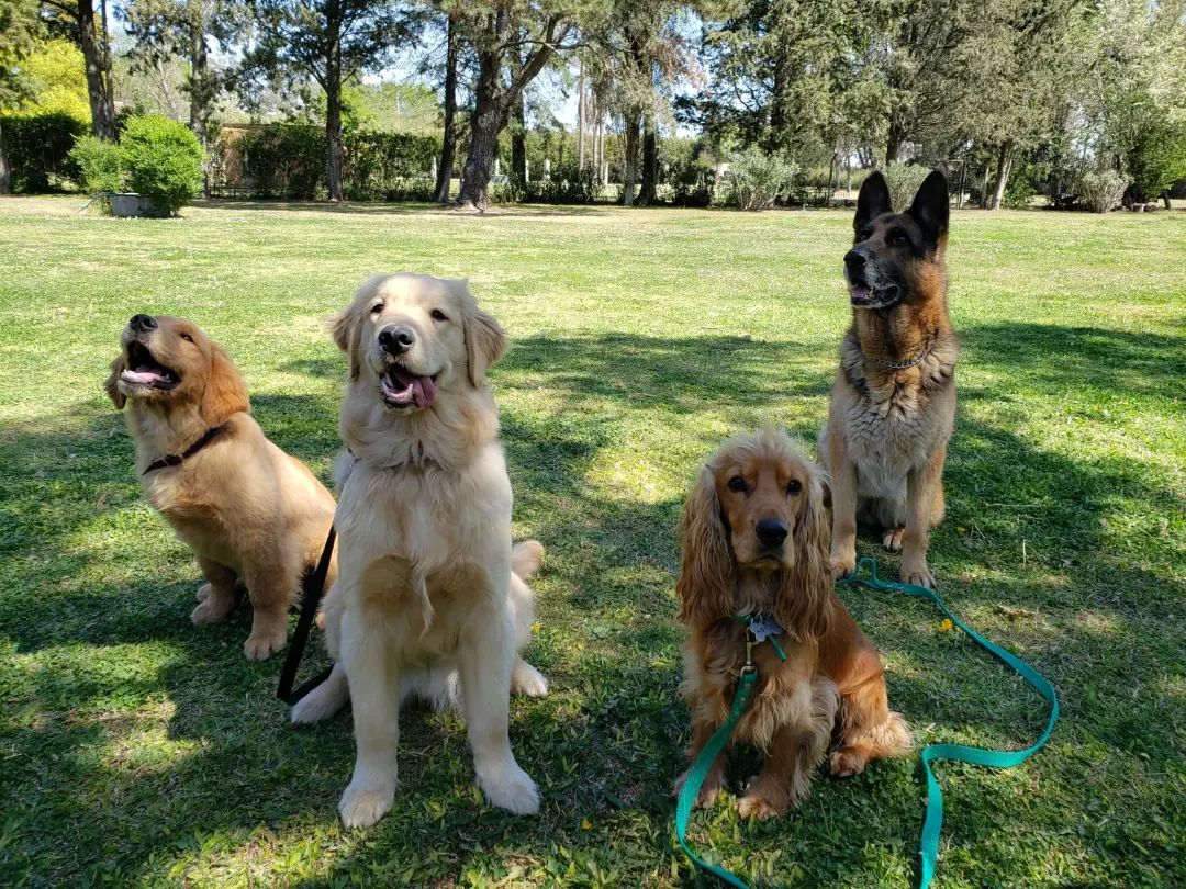 vairos-perros-que-estan-entrenados-para-ayudar-a-chicos-con-autismo-2