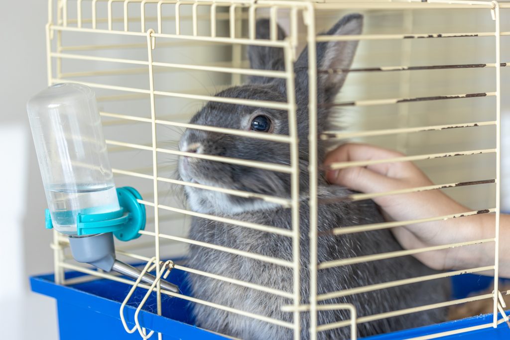 Un conejo en una jaula de un laboratorio