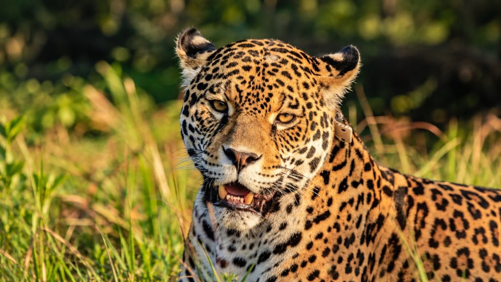 Yaguareté: cómo la caza furtiva y el tráfico de fauna amenazan a la especie en Argentina