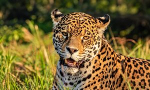 Jaguar de mirada intensa en la naturaleza