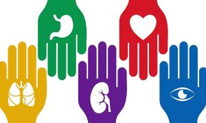 Donación de órganos en Argentina, los cambios con la Ley Justina