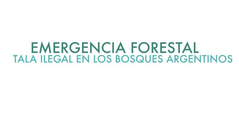informes-2022-emergencia-forestal-tala-ilegal-en-los-bosques-argentinos