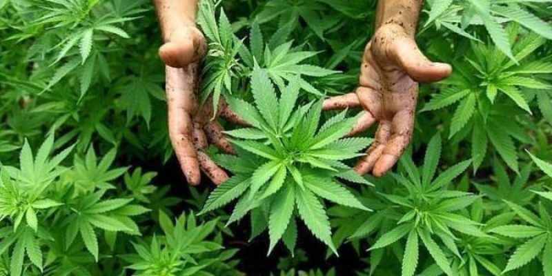 marihuana-efe